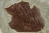 Two Fossil Leaves (Beringiaphyllum) with Insect Predation! - Montana #201336-2